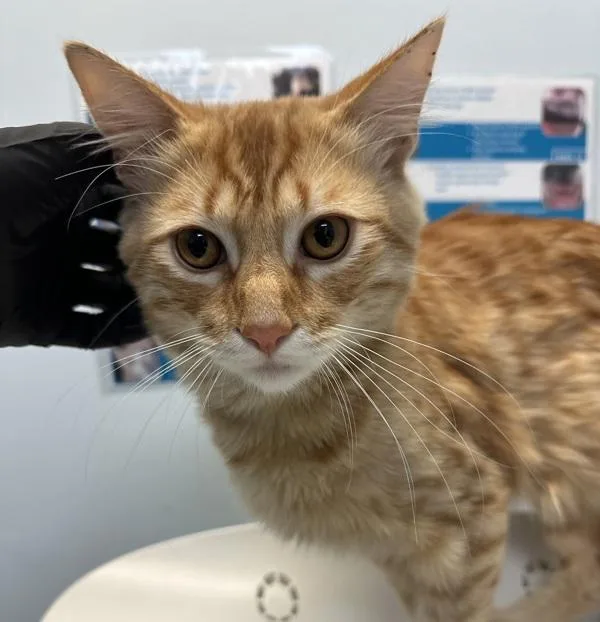 A young small-sized male Domestic Short Hair cat named Chain for adoption in Oceanside, CA