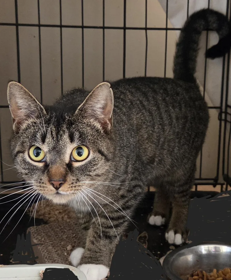 Biscuits & Gravy  thumbnail 2