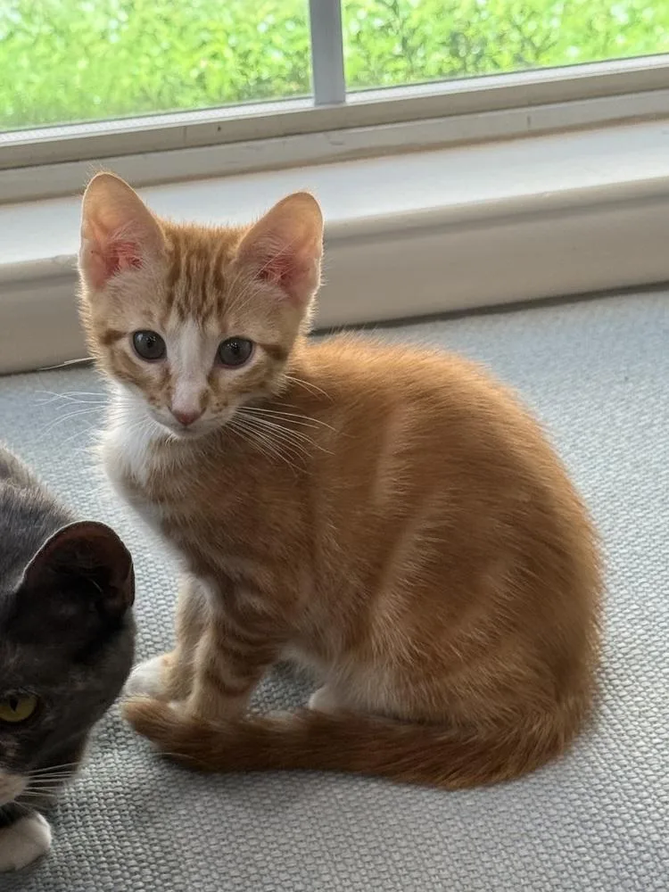 A baby small-sized male Domestic Short Hair cat named Blaze CC for adoption in Dallas, TX