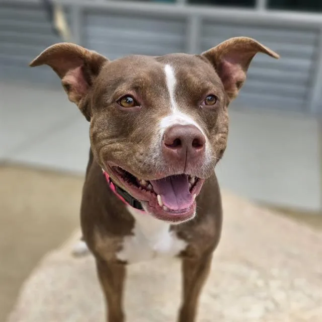 A young medium-sized female Pit Bull Terrier dog named Shelly for adoption in Las Vegas, NV