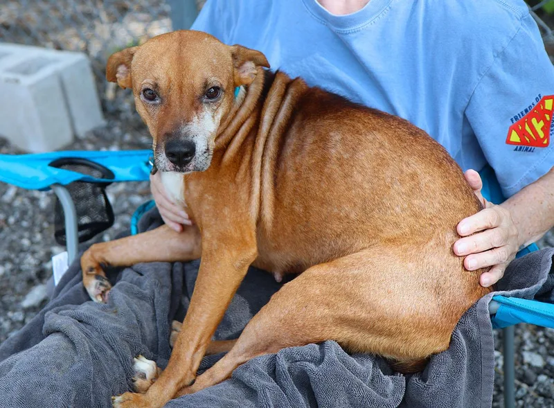 An adult medium-sized female Yellow / Tan / Blond / Fawn Terrier dog named Rose for adoption in Kansas City, KS