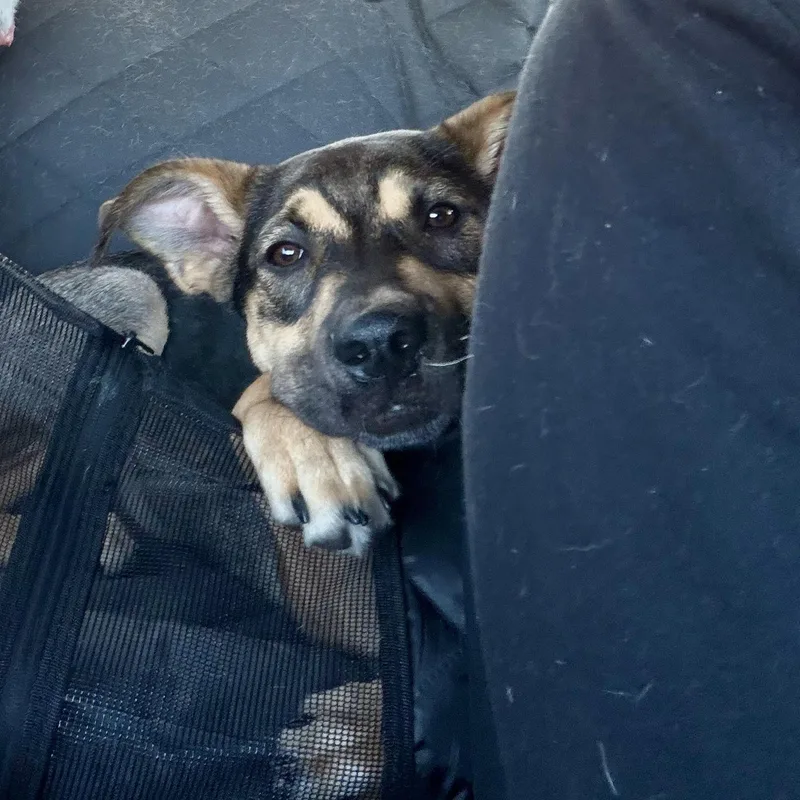 A baby medium-sized male Tricolor (Brown, Black, & White) Siberian Husky dog named Samson for adoption in Placentia, CA