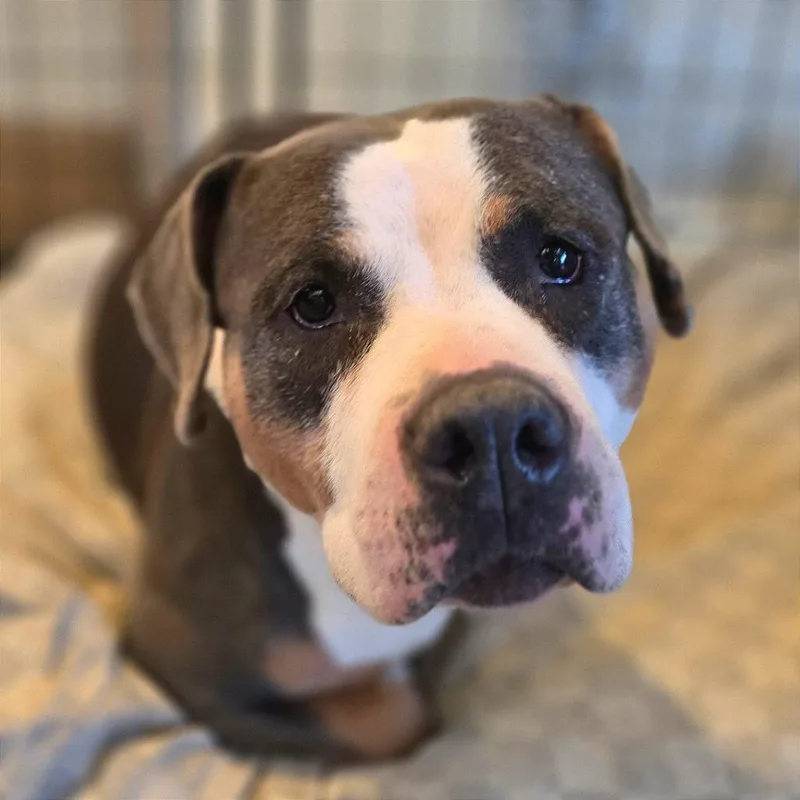 An adult medium-sized female Brown / Chocolate Mixed Breed dog named Chloe for adoption in Chattanooga, TN