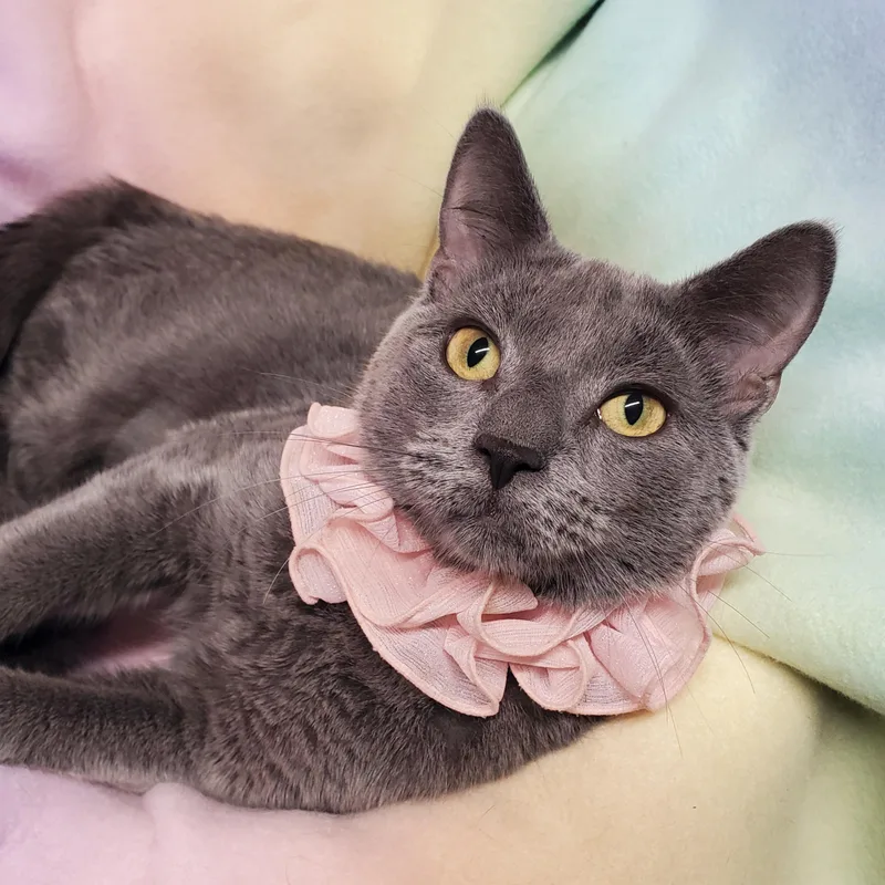A young medium-sized female Gray / Blue / Silver Domestic Short Hair cat named Smooshy for adoption in Marseilles, IL