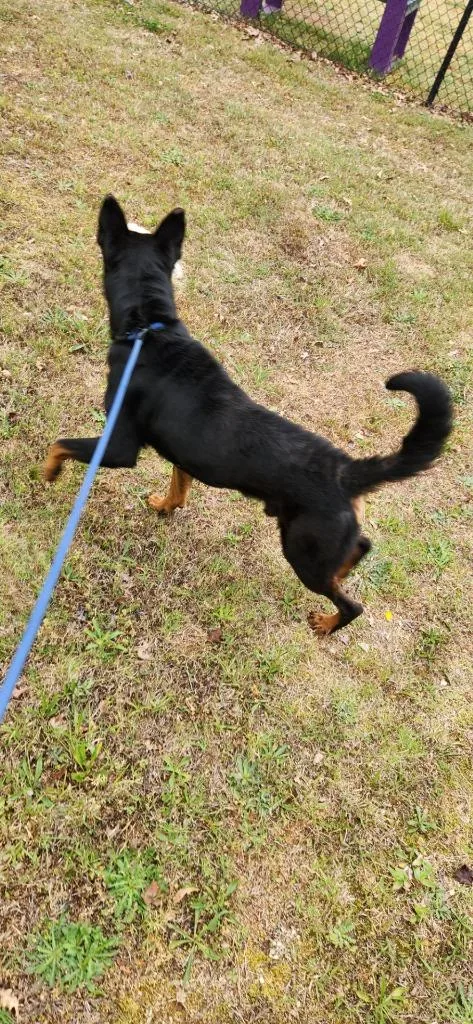 A young medium-sized male Mixed Breed dog named Coop for adoption in Douglasville, GA