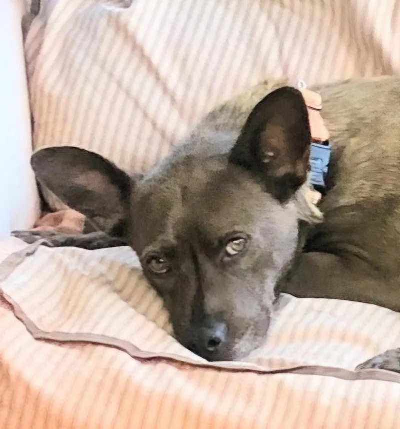 An adult medium-sized female Australian Cattle Dog / Blue Heeler dog named Nona for adoption in Evergreen, CO