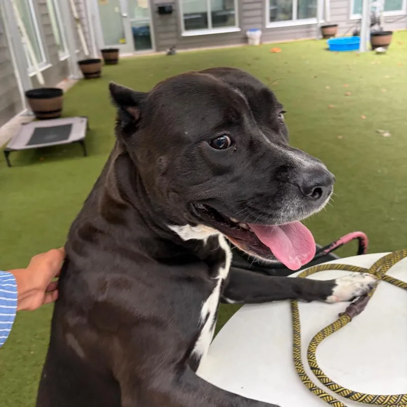 An adult large-sized male Black American Staffordshire Terrier dog named Kross for adoption in Greensboro, NC