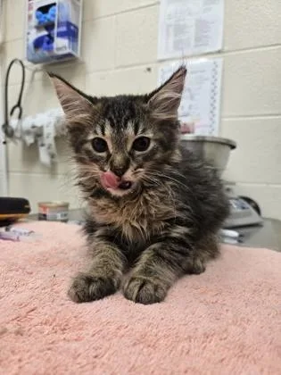 A baby small-sized female Domestic Medium Hair cat named Magi Lune for adoption in Westland, MI