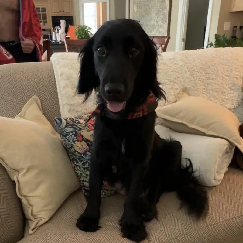 A young medium-sized female Black Mixed Breed dog named Tessa for adoption in Fredericksburg, VA