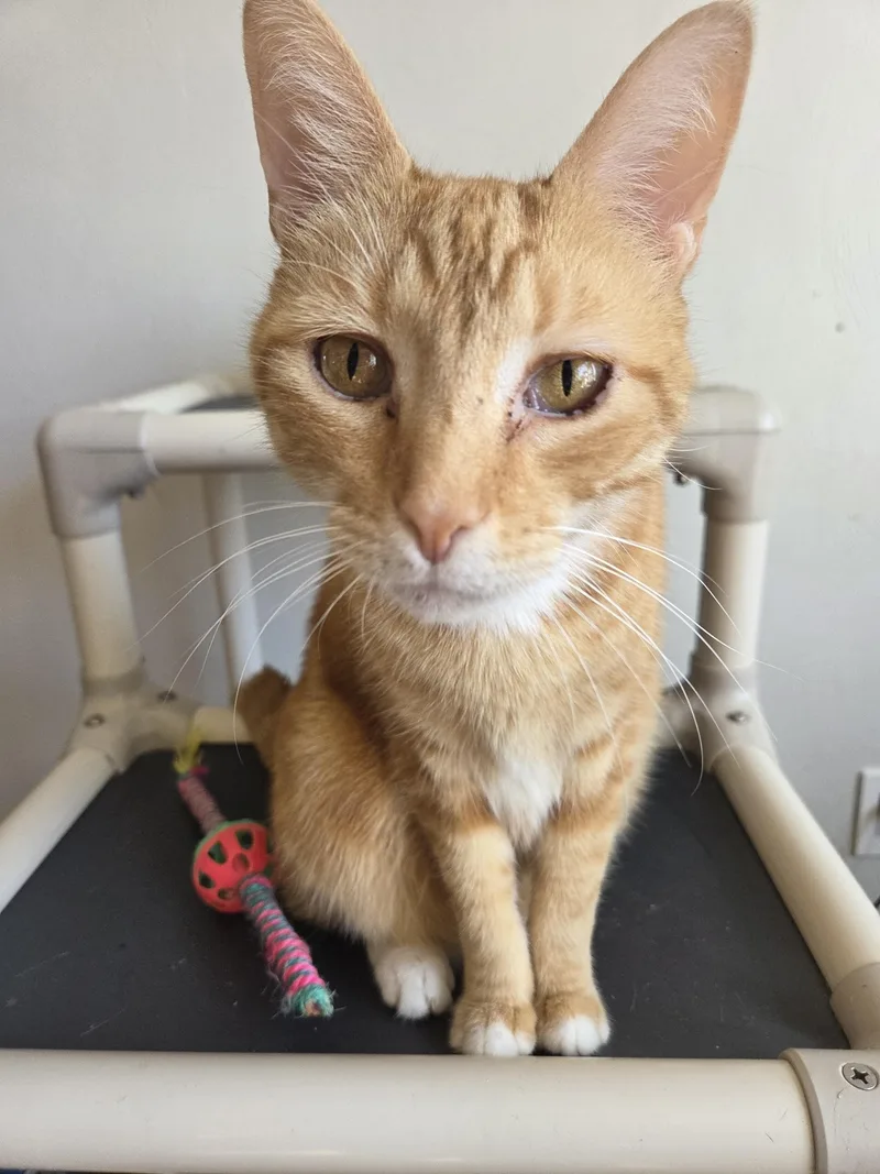 An adult large-sized male Domestic Short Hair cat named Doug for adoption in New Kensington, PA