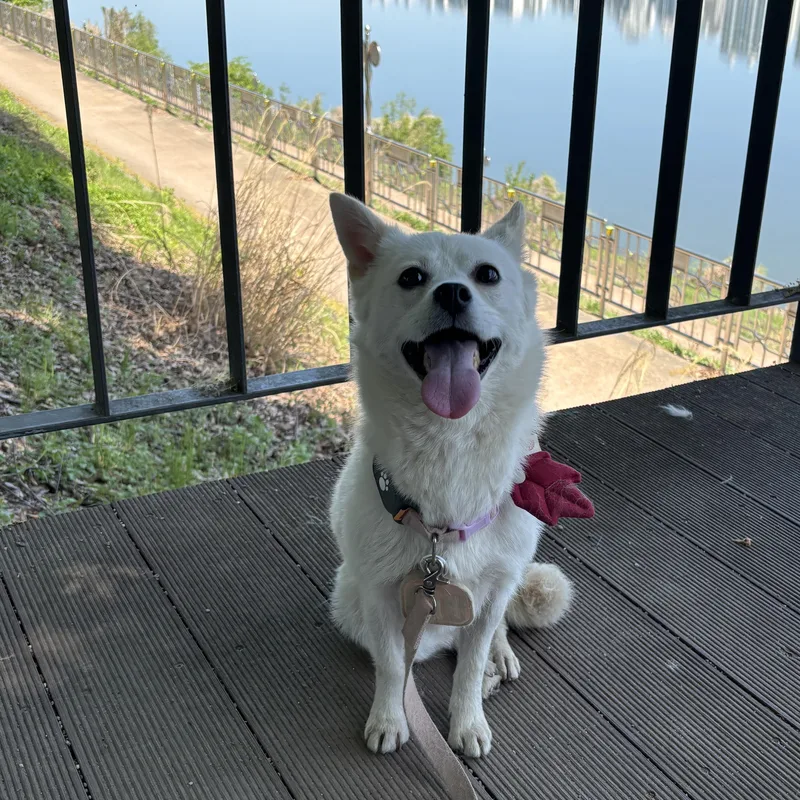 A young small-sized female Japanese Spitz dog named Ailee for adoption in DANVERS, MA