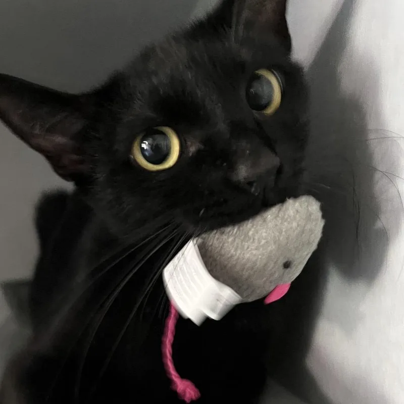 An adult medium-sized female Black Domestic Short Hair cat named Scout for adoption in Sarasota, FL