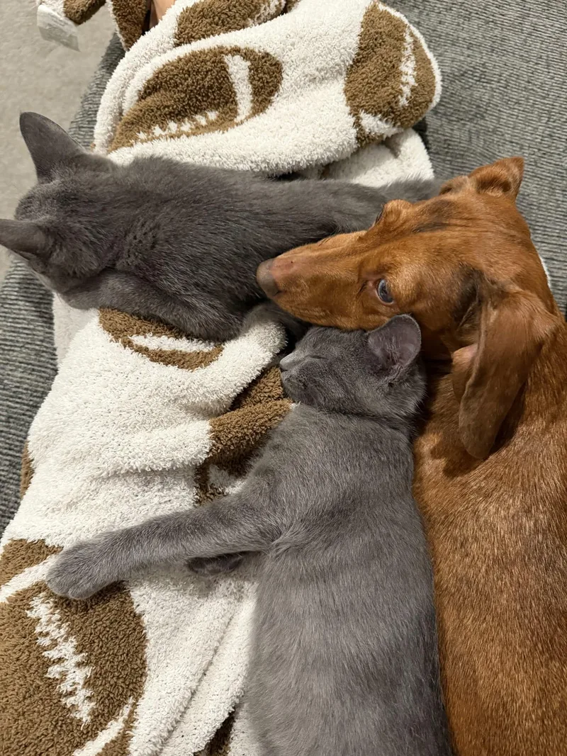 A baby medium-sized male Gray / Blue / Silver Domestic Short Hair cat named Rocky & Rubble for adoption in Overland Park, KS