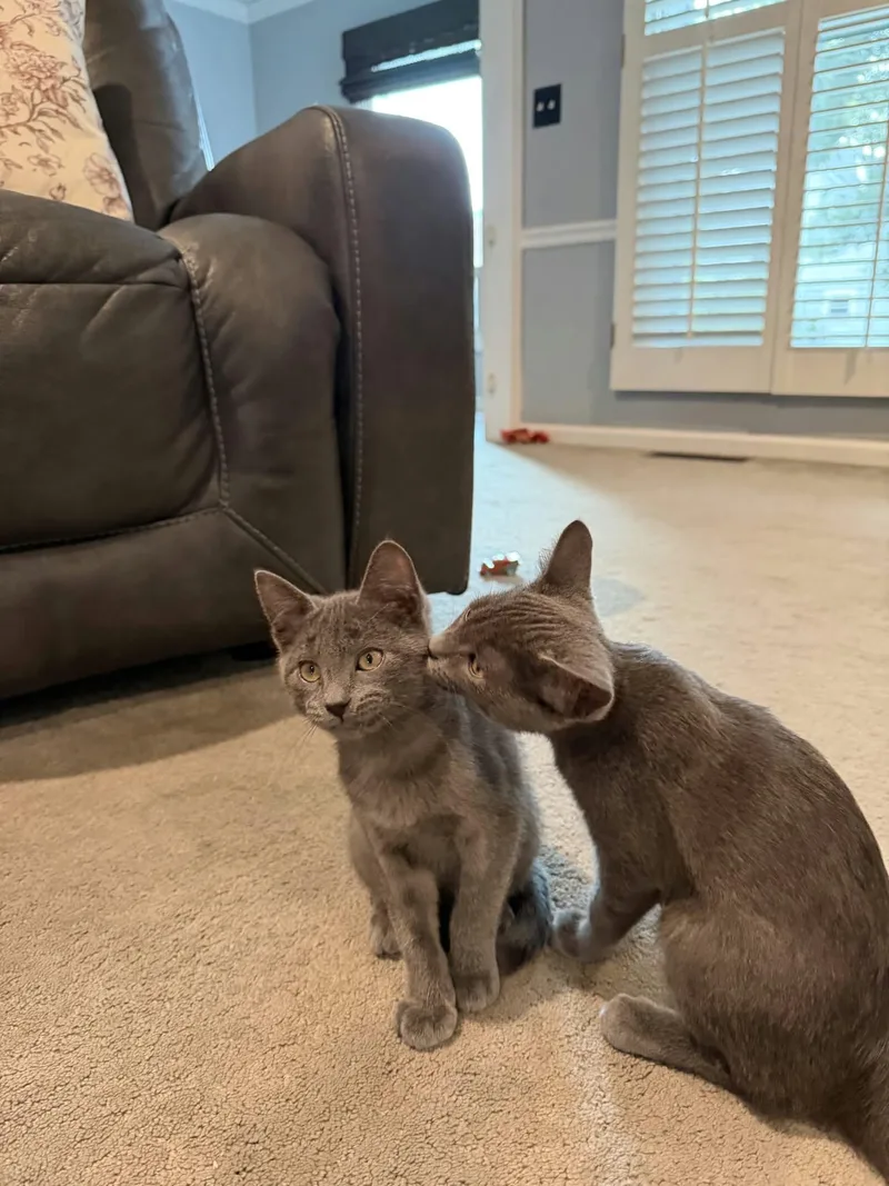 Rocky & Rubble thumbnail 3