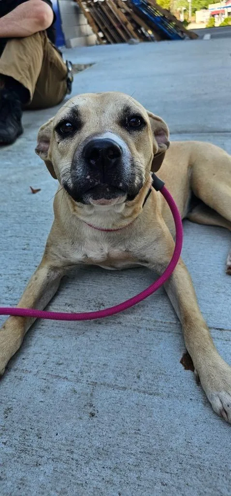 A young medium-sized female Terrier dog named Marla for adoption in Athens, TN