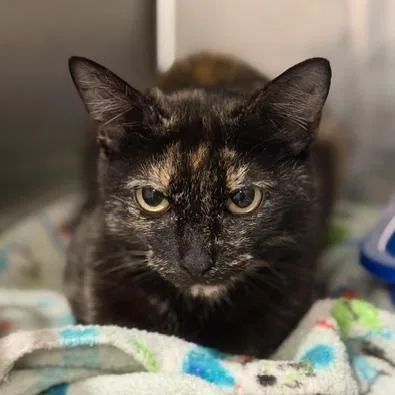 An adult medium-sized female Domestic Short Hair cat named Tammy Sue for adoption in Cumming, GA