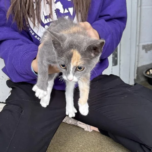 A baby medium-sized female Domestic Short Hair cat named Yaybahar for adoption in Des Moines, IA