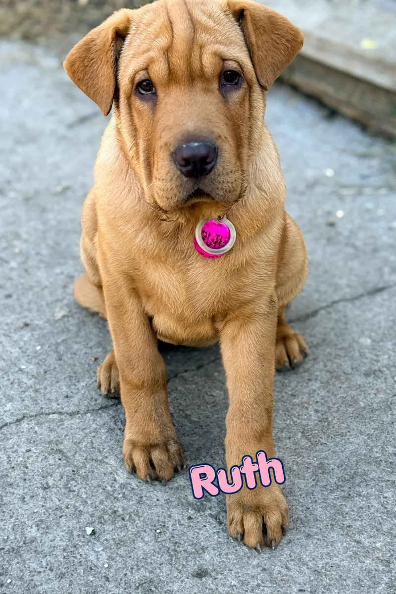 A baby large-sized female Apricot / Beige Shar-Pei dog named Ruth for adoption in Branson, MO