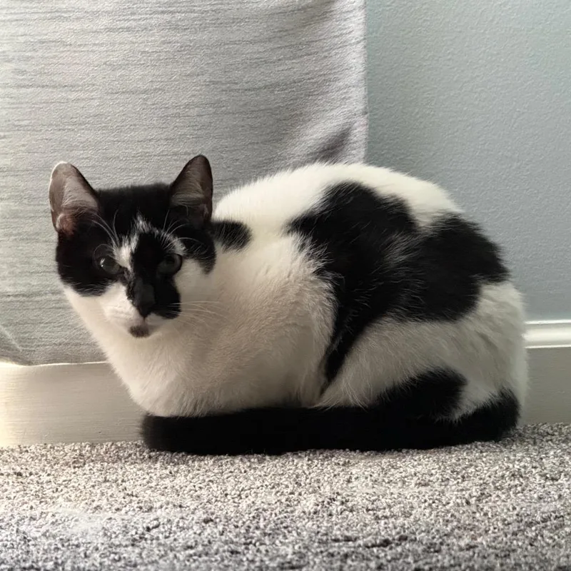 A young medium-sized male Domestic Short Hair cat named Smudge for adoption in Woodstock, GA