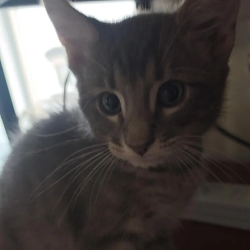A baby small-sized male Gray / Blue / Silver Domestic Short Hair cat named Sebastian for adoption in Grantsville, UT