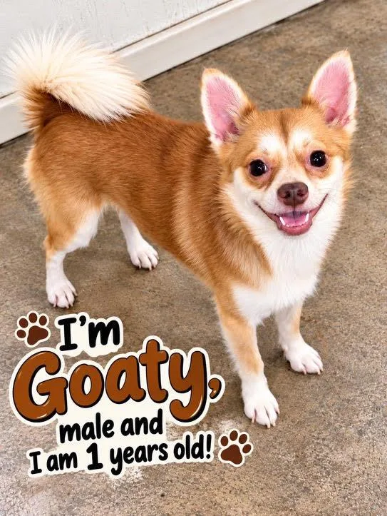 A baby small-sized male Pomeranian dog named Goatie for adoption in Cedarburg, WI