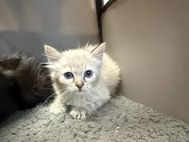 A baby small-sized female Domestic Long Hair cat named Pancake for adoption in Garland, TX