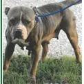 An adult medium-sized female Black Mixed Breed dog named Blue for adoption in West Palm Beach, FL