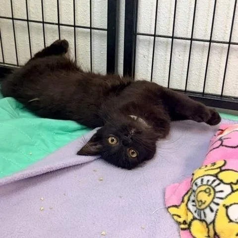 A baby small-sized female Black Domestic Medium Hair cat named Coral for adoption in Hawthorne, CA
