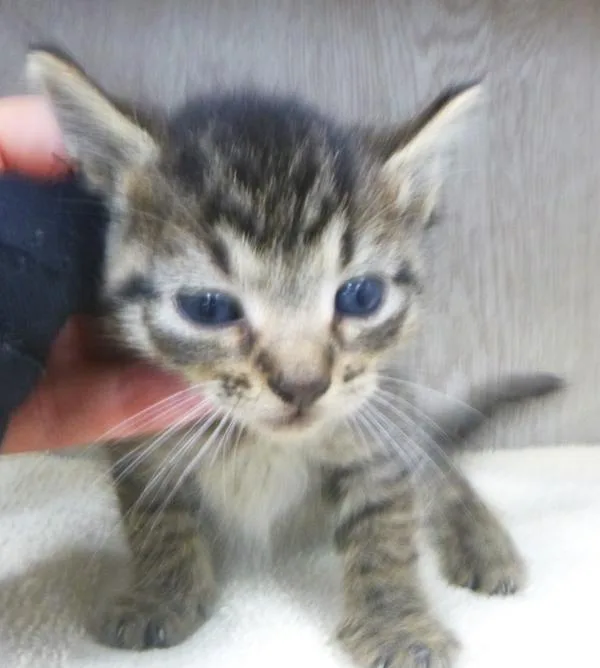 A baby small-sized male Domestic Medium Hair cat named Hulk for adoption in Lafayette, LA