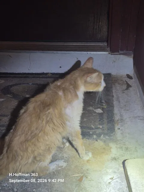 An adult medium-sized male Domestic Short Hair cat named Zac for adoption in San Antonio, TX