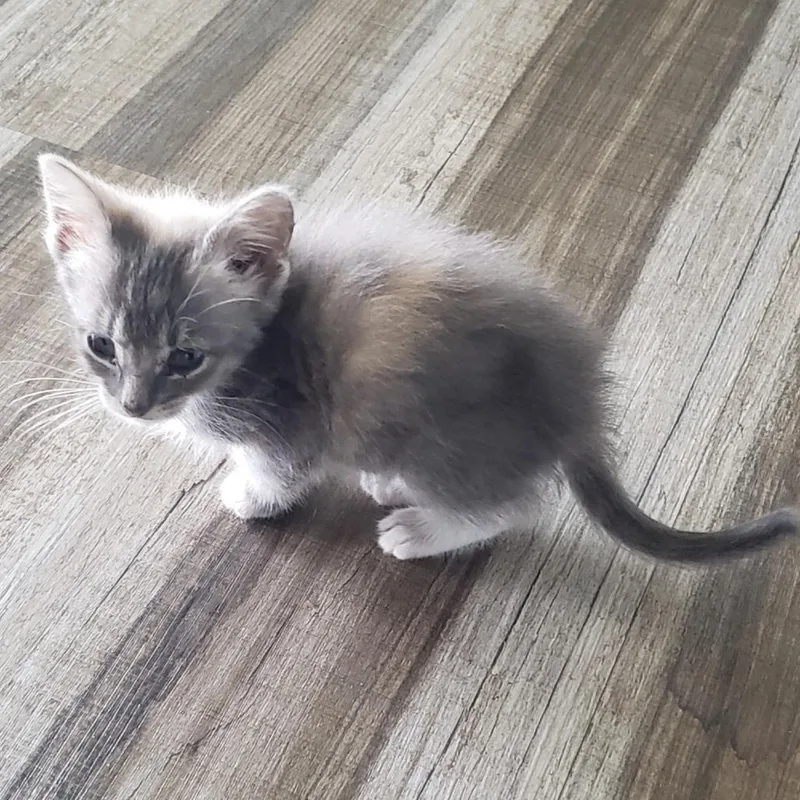 A baby small-sized female Calico Domestic Short Hair cat named Lucy C for adoption in Princeton, MN