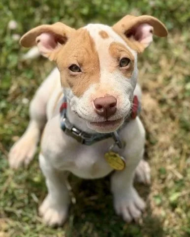 A baby medium-sized female Pit Bull Terrier dog named Renn for adoption in Malvern, PA