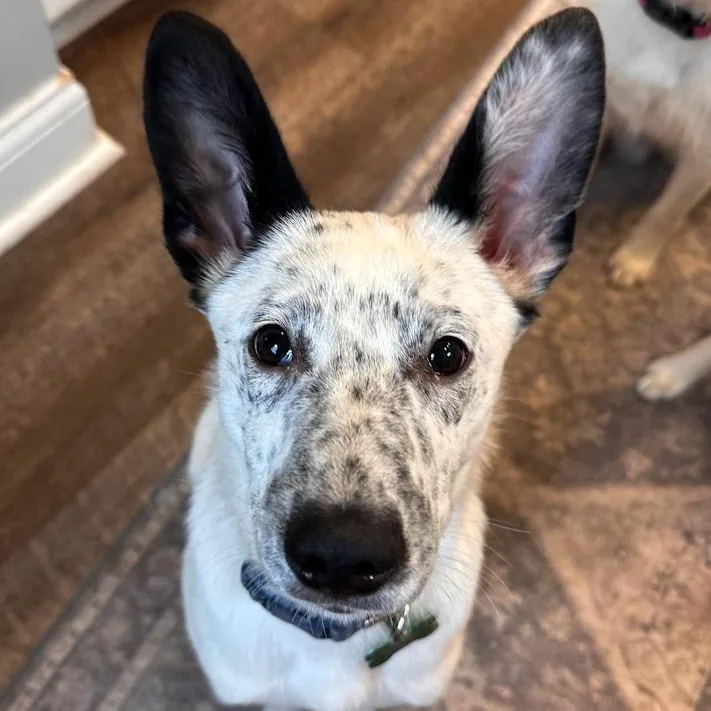 A baby medium-sized male Australian Cattle Dog / Blue Heeler dog named Boone for adoption in Toledo, OH