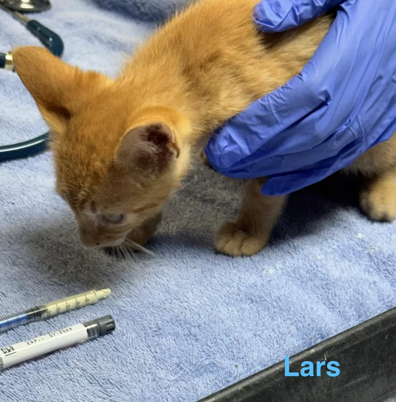 A baby medium-sized male Orange / Red Domestic Short Hair cat named Lars for adoption in Shrewsbury, MA