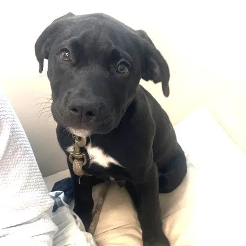 A baby medium-sized male Labrador Retriever dog named Loto for adoption in Los Angeles, CA