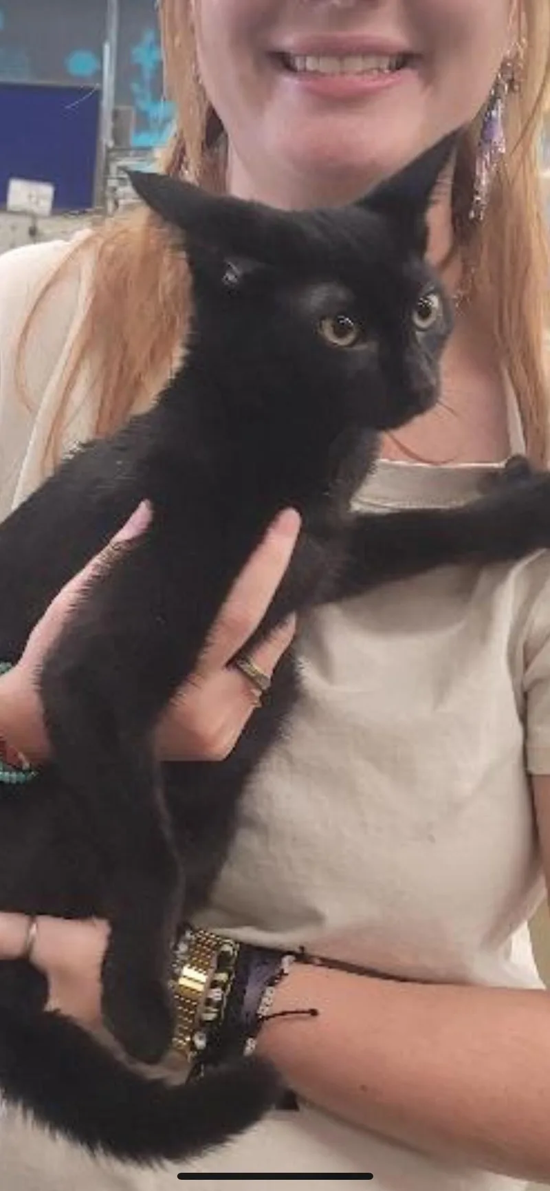 A baby small-sized male Domestic Short Hair cat named Merlin for adoption in Heyburn, ID