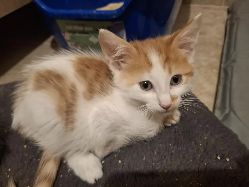 A baby small-sized male Domestic Short Hair cat named Ricky S. for adoption in Peoria, IL