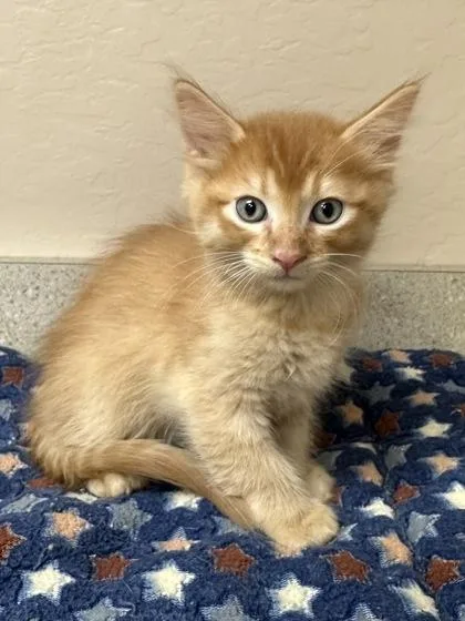 A young small-sized male Domestic Medium Hair cat named Kendrick for adoption in Phoenix, AZ