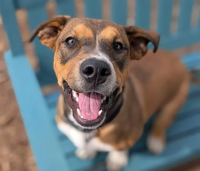 A young medium-sized male Labrador Retriever dog named Cubadult for adoption in Denver, CO