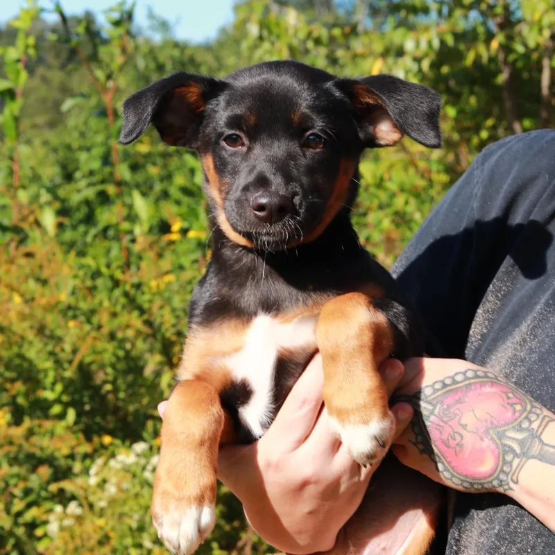 A baby medium-sized female German Shepherd Dog dog named CT Betsy for adoption in Stormville, NY