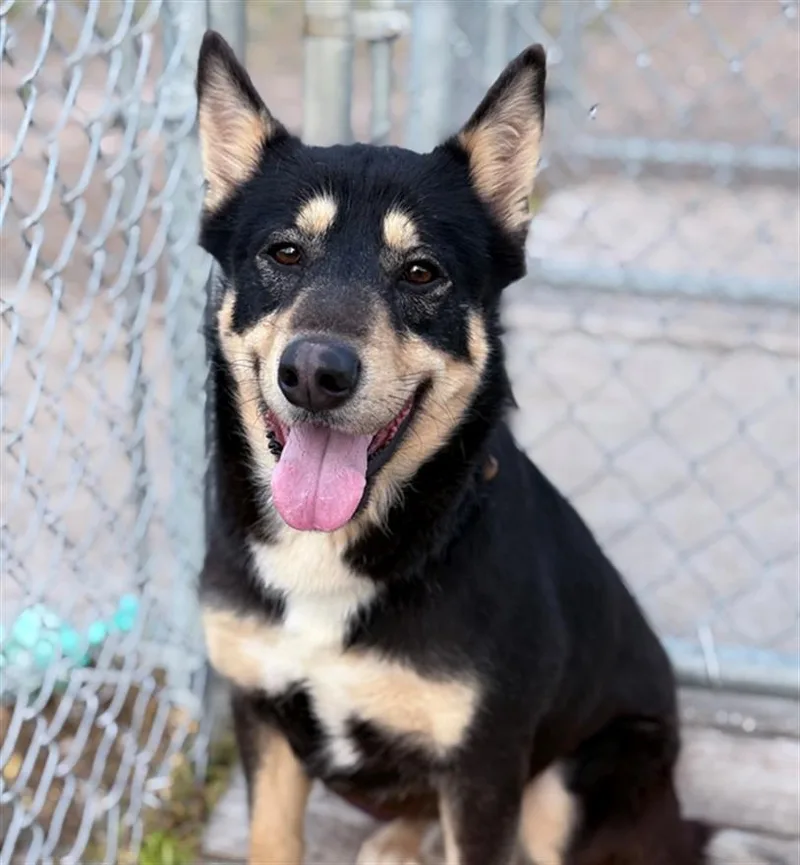 An adult medium-sized male Labrador Retriever dog named Moose for adoption in Conroe, TX