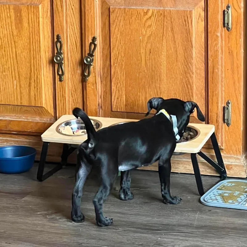 A baby small-sized male Black Pug dog named Milo for adoption in Ferndale, WA