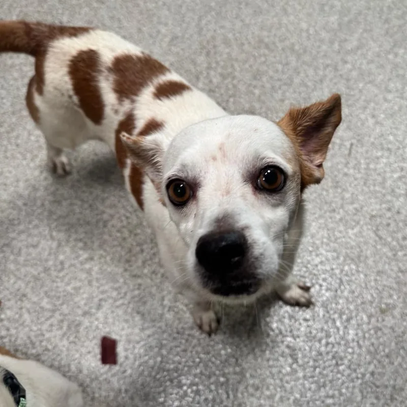 An adult small-sized male White / Cream Chihuahua dog named Chip for adoption in Englewood, FL