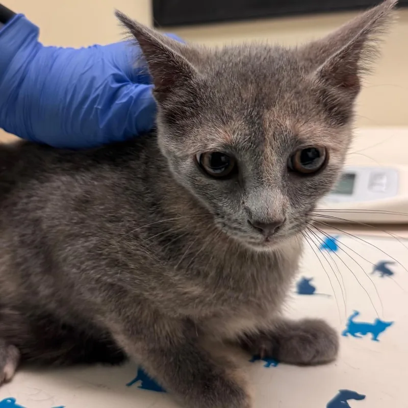 A baby small-sized female Tortoiseshell Domestic Short Hair cat named Rory for adoption in Lynchburg, VA
