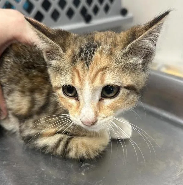 A baby small-sized female Domestic Short Hair cat named Sprinkle for adoption in Stratham, NH