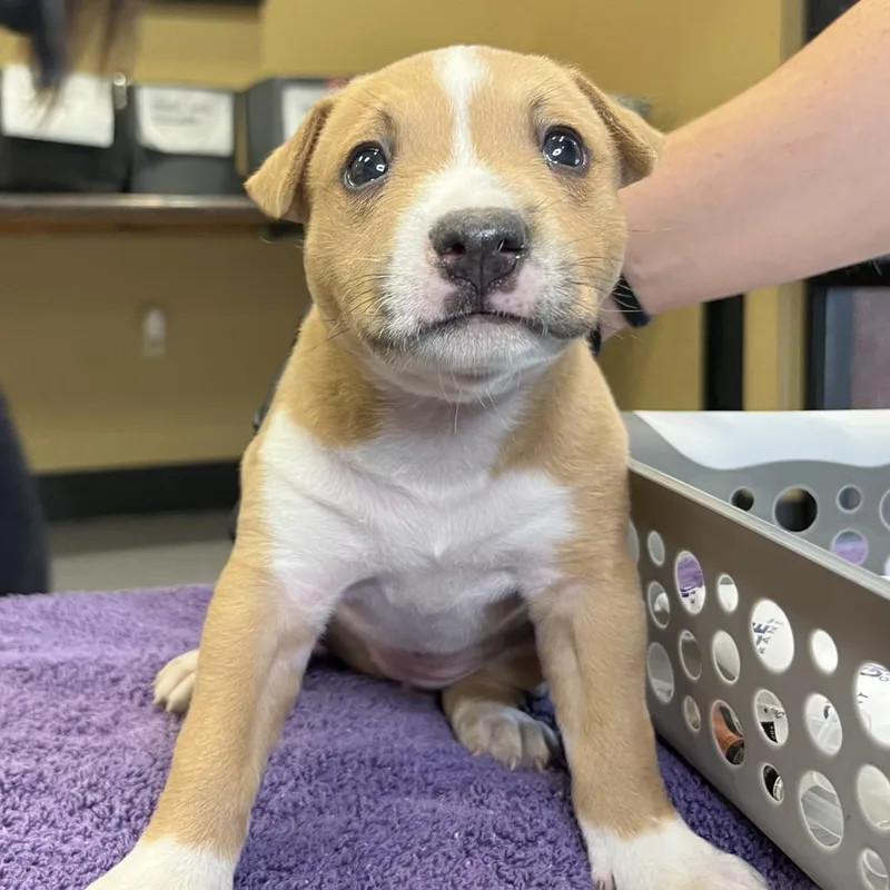 A baby small-sized female Brown / Chocolate Mixed Breed dog named Happy for adoption in Palm Springs, CA