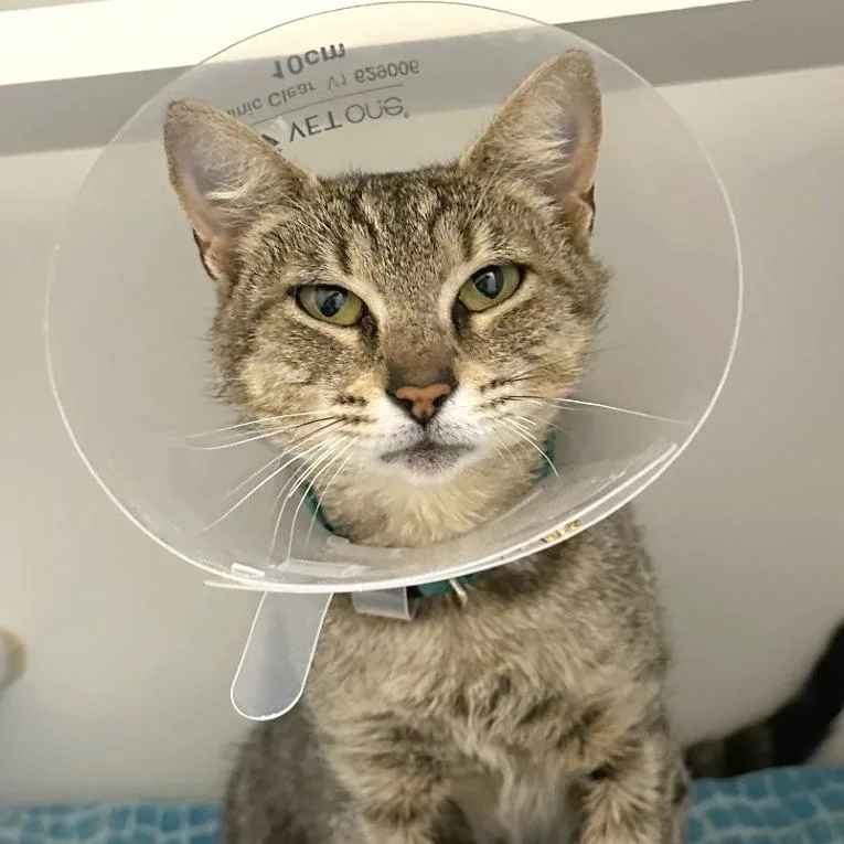 A young medium-sized female Brown / Chocolate Domestic Short Hair cat named Laksa for adoption in Woodinville, WA
