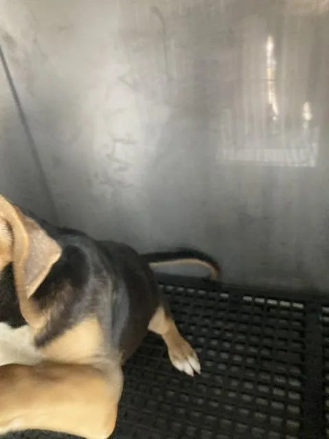 A baby medium-sized male Mixed Breed dog named Snoop Dog for adoption in Dallas, TX