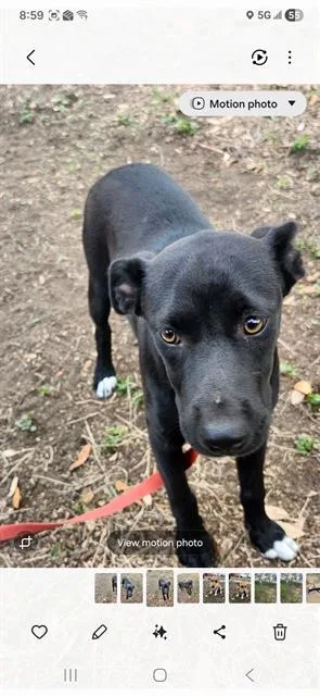 A young small-sized female Labrador Retriever dog named Daisy for adoption in San Antonio, TX