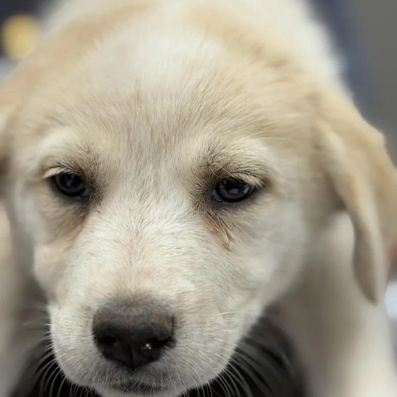 A baby medium-sized female White / Cream Great Pyrenees dog named Mercury for adoption in Midland, TX